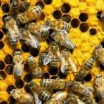 Tre giorni da…api regine a Milano