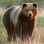 Trentino: quanti orsi abitano i boschi?