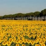 Green Economy esempi: L’Emilia Romagna