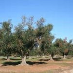 Ue: abbattere alberi Salento colpiti da Xylella fastidiosa
