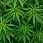 Nasce primo ambulatorio contro dipendenza cannabis