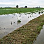 Agricoltura: è allarme per la pioggia di queste ore