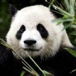 Buone notizie: aumenta la popolazione di panda giganti