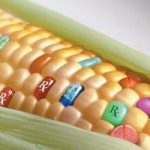 Europa invasa da OGM americani?