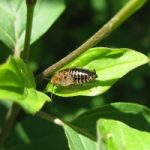 Cambiamenti climatici: gli scarafaggi ci dicono come procedono