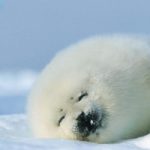 Strage di foche in Canada. Ne verranno uccise 468mila
