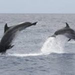 Quali rotte scelgono i cetacei per le loro migrazioni?
