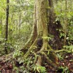 Ecuador: primo al mondo per riforestazione