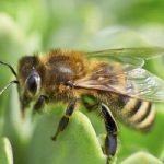 I primi 21 giorni di un' ape in 60 secondi (video)