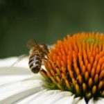 La moria delle api ed il mistero di Cremona
