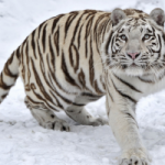 Russia: torna la tigre siberiana, era quasi estinta
