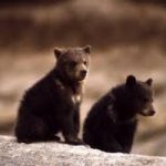 Madre orso e i suoi due cuccioli sono stati trovati morti