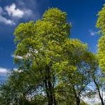 200 alberi a cittadino: è record in Italia