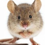 I topi sono altruisti, lo dice una nuova ricerca