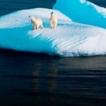 Cambiamenti climatici: gli orsi mangiano i delfini