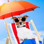 Difendiamo i nostri cani dal caldo: 5 consigli