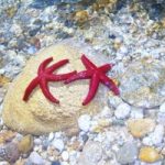 Eccezionale fioritura alghe: muoiono le stelle marine
