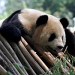 Jia Jia: il Panda femmina batte record di longevità