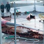 Riparte caccia alla balena in Islanda: prima vittima