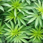 Legalizzare la cannabis? Arriva un disegno di legge