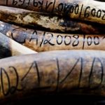Mozambico contro i bracconieri: distrutti avorio e corni