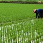 Produzione di riso a rischio. Colpa del clima