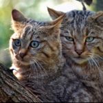 L'Australia vuole eliminare 2milioni di gatti selvatici