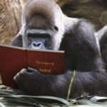Se tra gli scimpanzè esistono differenze culturali