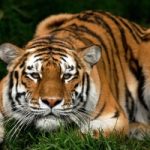 E' la Giornata Mondiale della Tigre