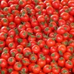 Caldo torrido: si prova a salvare i pomodori