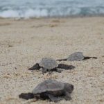 Sono nate le tartarughe marine a Sciacca (Agrigento)