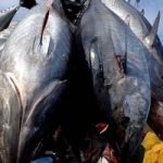 Il lato oscuro della pesca del tonno