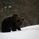 Morta in Trentino l'orsa più vecchia d'Europa