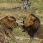 Ucciso anche il fratello del leone Cecil