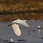 Tempo di migrazioni: ammiriamo gli uccelli nelle oasi del WWF