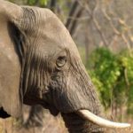 Zimbabwe: uccisi 62 elefanti