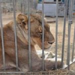 Zoo danese decide dissezione pubblica di una leonessa