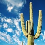 Cactus a rischio estinzione