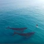 Surf tra le balene: il video è diventato virale