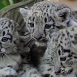 Leopardo delle nevi: la prossima vittima del surriscaldamento globale?