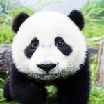 Stanno distruggendo la foresta del panda. L'allarme di Greenpeace