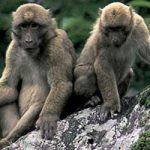 Nuove specie viventi scoperti sull'Himalaya