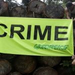 Il legno illegale dell'Amazzonia è arrivato anche in Italia