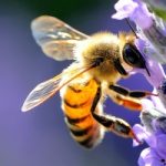 Se le api possono sconfiggere il terrorismo
