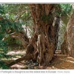 Un albero di 3.000 anni cambia sesso