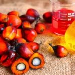 Quanto olio di palma importa l'Italia?