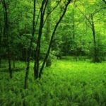 In Lombardia aumentano i boschi
