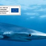 Italia principale consumatore di carne di squalo d´Europa. Il WWF: 'maggiori tutele'