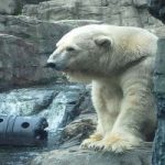 Orsi polari negli zoo drogati con il Prozac per evitare la depressione