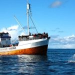 Lavorare in Norvegia come guida per safari di balene
